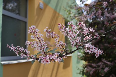 Prunus padus 'Colorata' - střemcha obecná - květ